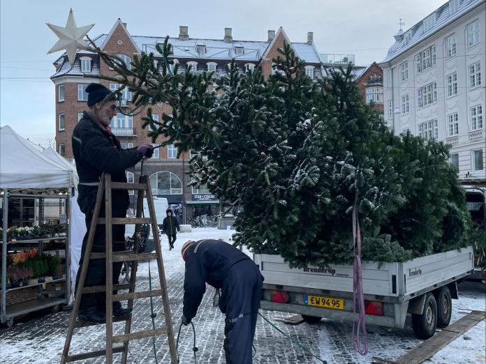 Juletræet sættes op 